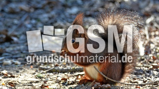 Eichhörnchen (8).jpg